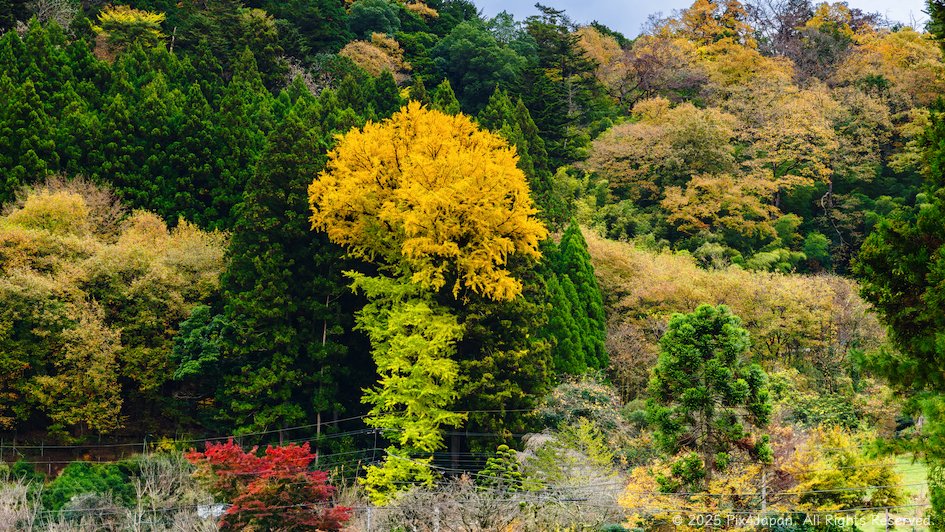 Lone Gingko