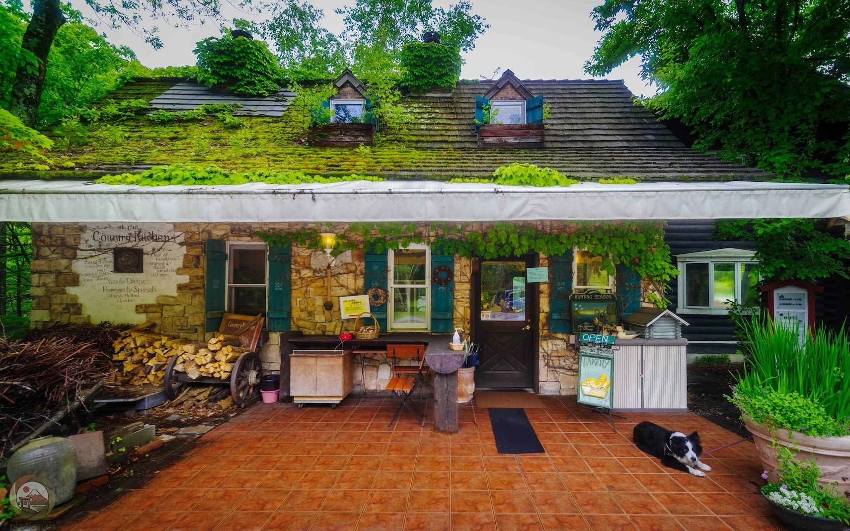 A black-and-white Border Collie rests outside a rustic bakery surrounded by dense green foliage. The building has a moss-covered sloping roof, stone walls, green shutters, dormer windows, and climbing vines.