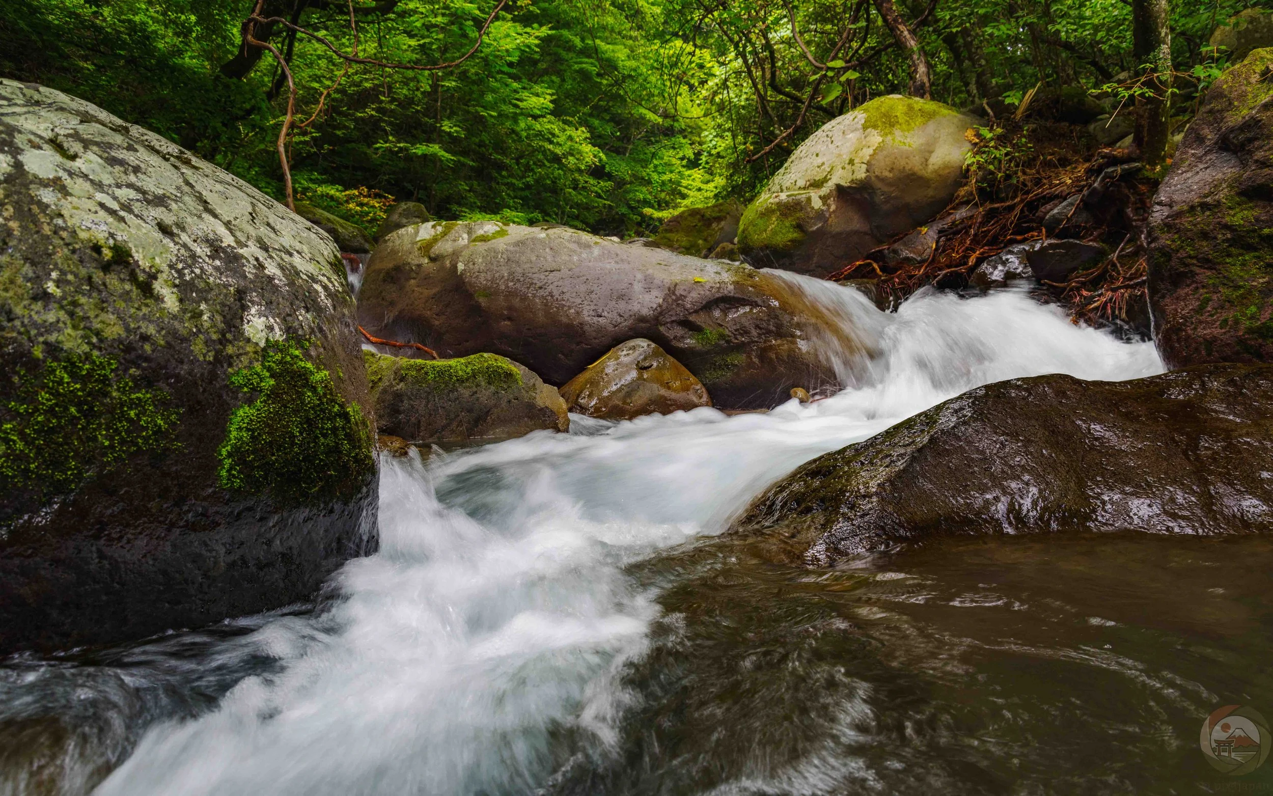 Mountain stream upstream of Doryu Falls flowing around moss-covered rocks and lush green foliage in the Kawamata River, Yatsugatake Highlands, Hokuto, Yamanashi, Japan.
