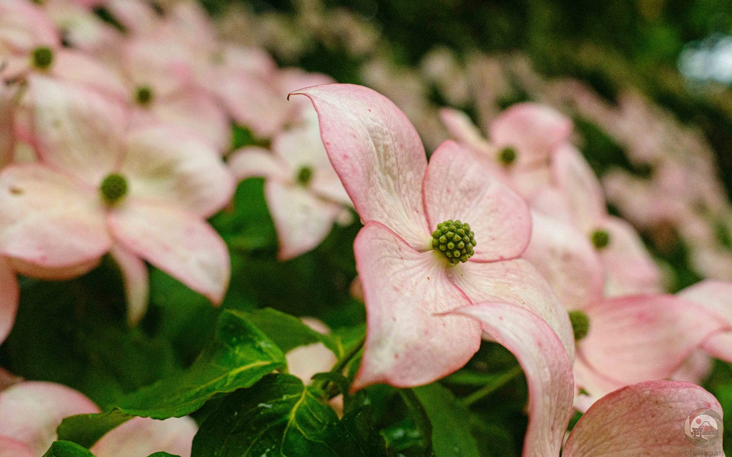 Close-up of a kousa dogwood bloom with four pale pink bracts surrounding a green flower cluster, framed by glossy leaves and softly blurred blossoms.