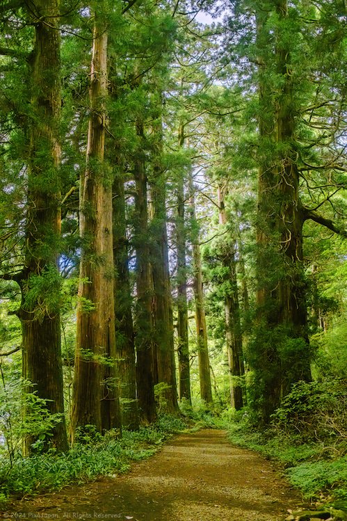 Ancient Giants