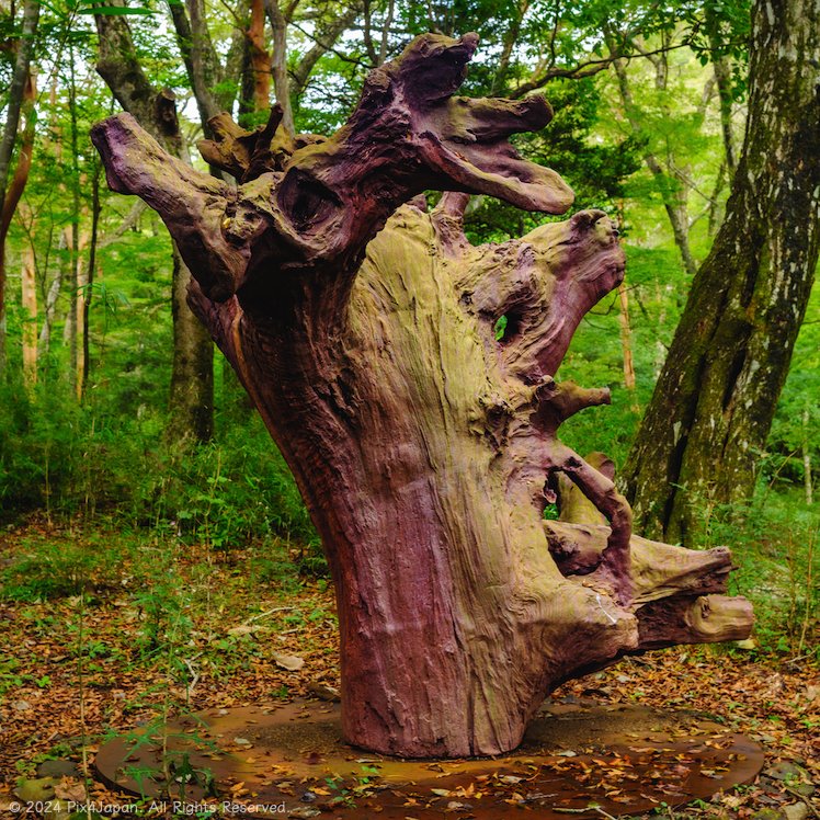 Iron Root