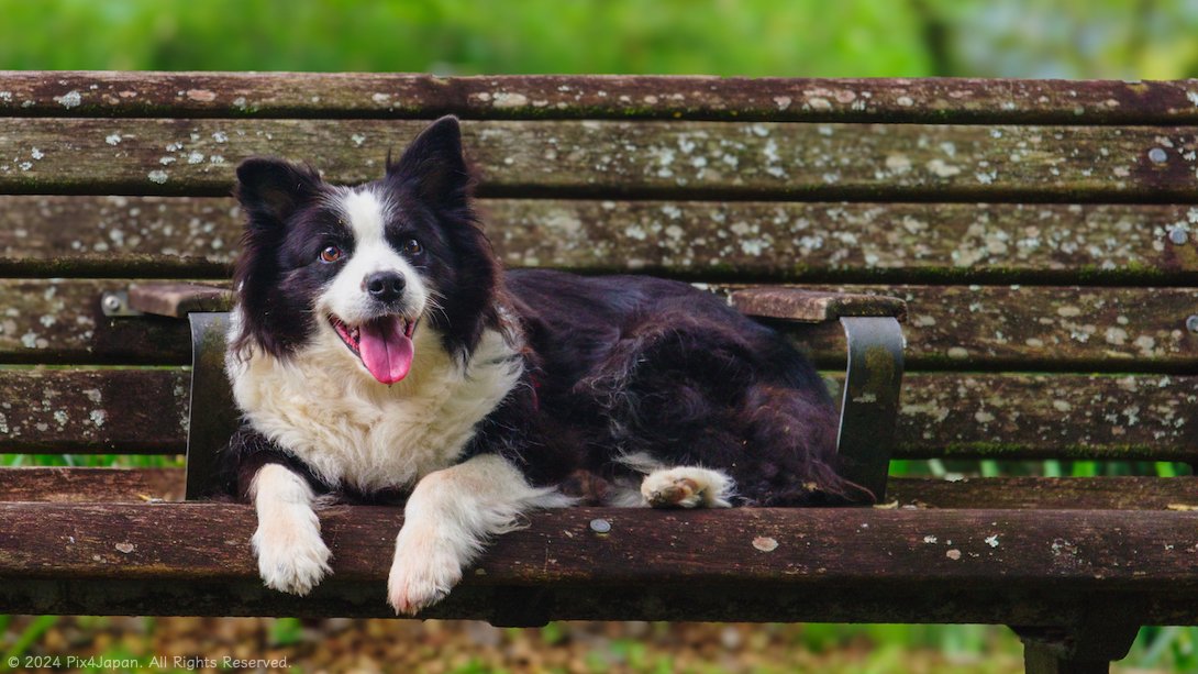 Smile of Contentment