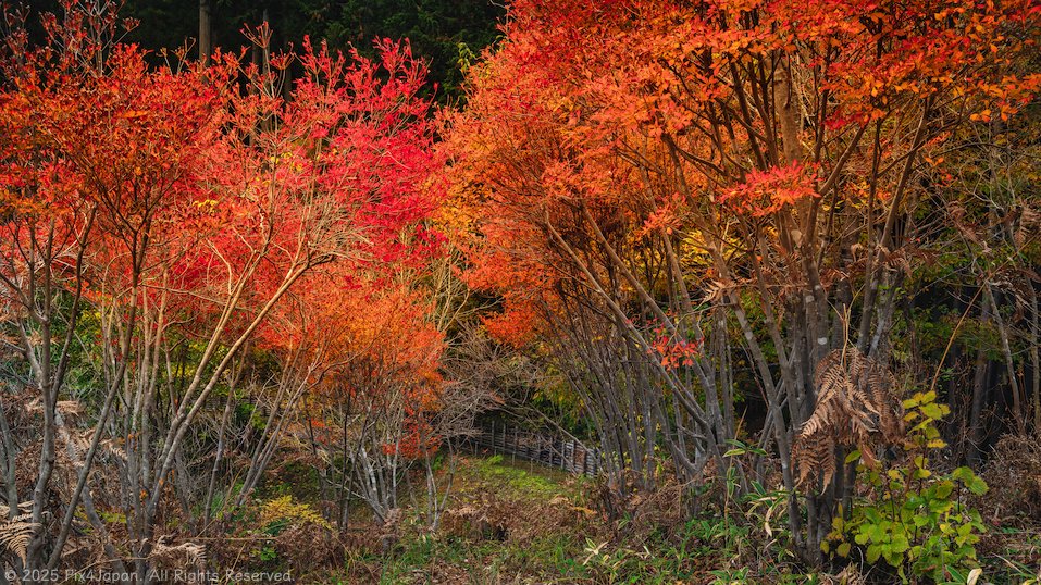 Vibrant Autumn Shrubbery