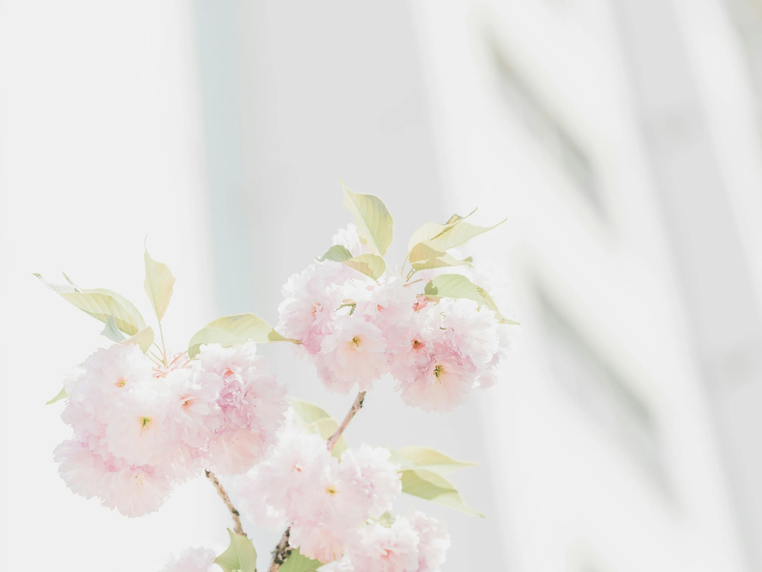 Close-up of soft pink cherry blossoms with light green leaves against a blurred white background.