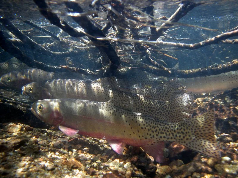 CutthroatTrout.jpg