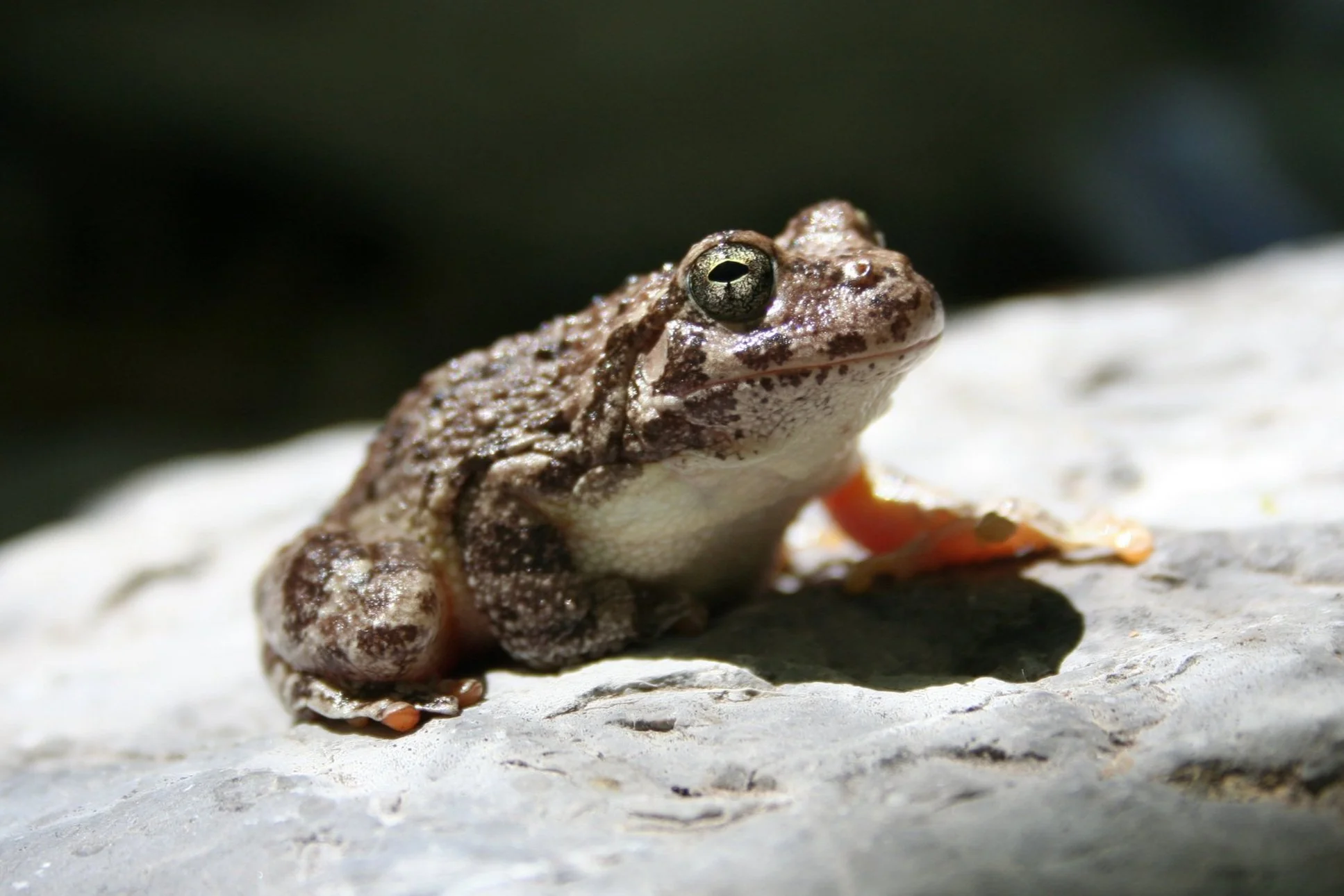 CanyonTreefrog.jpg
