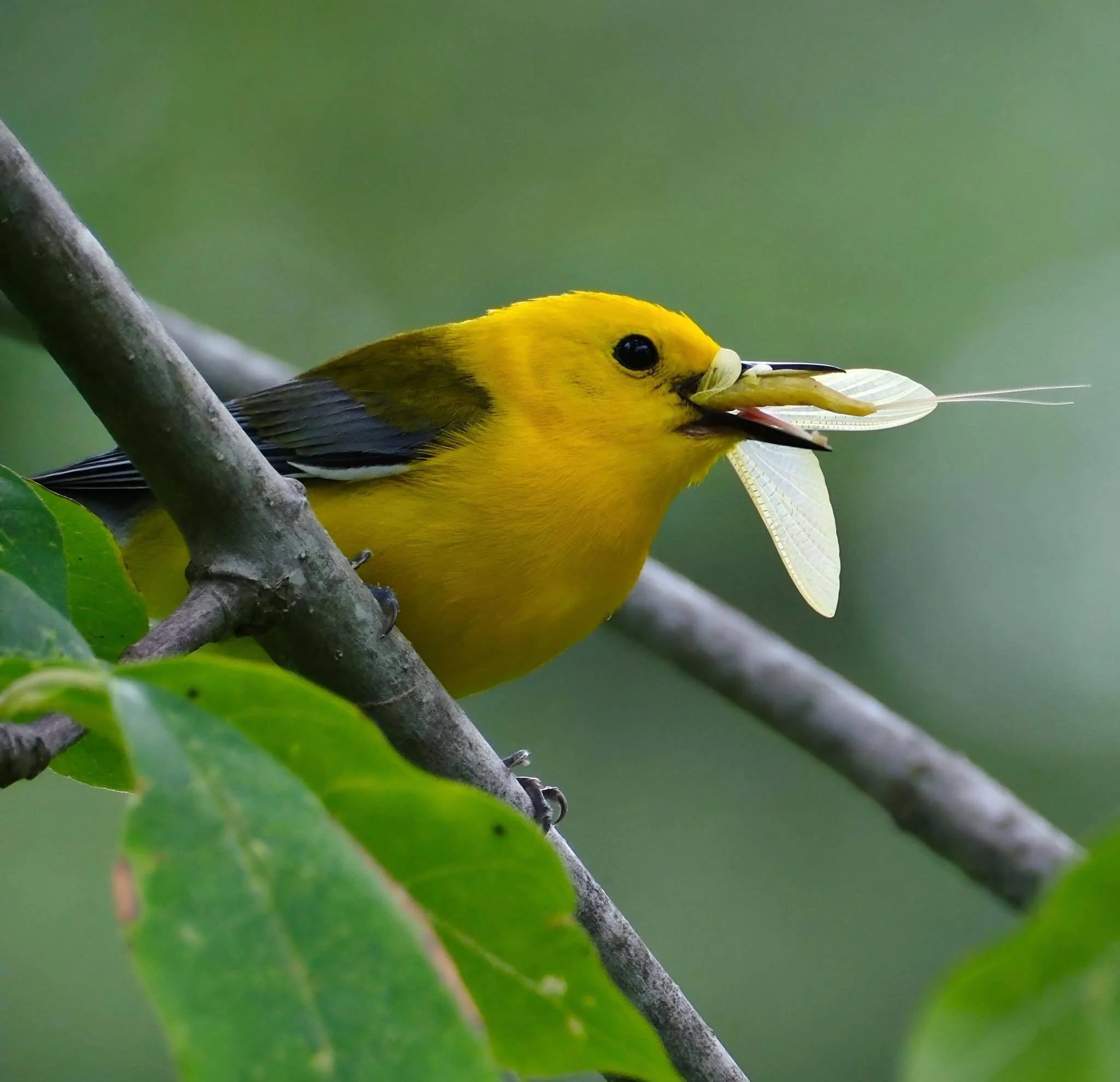 Cross-ecosystem linkages between freshwater insects and riparian birds