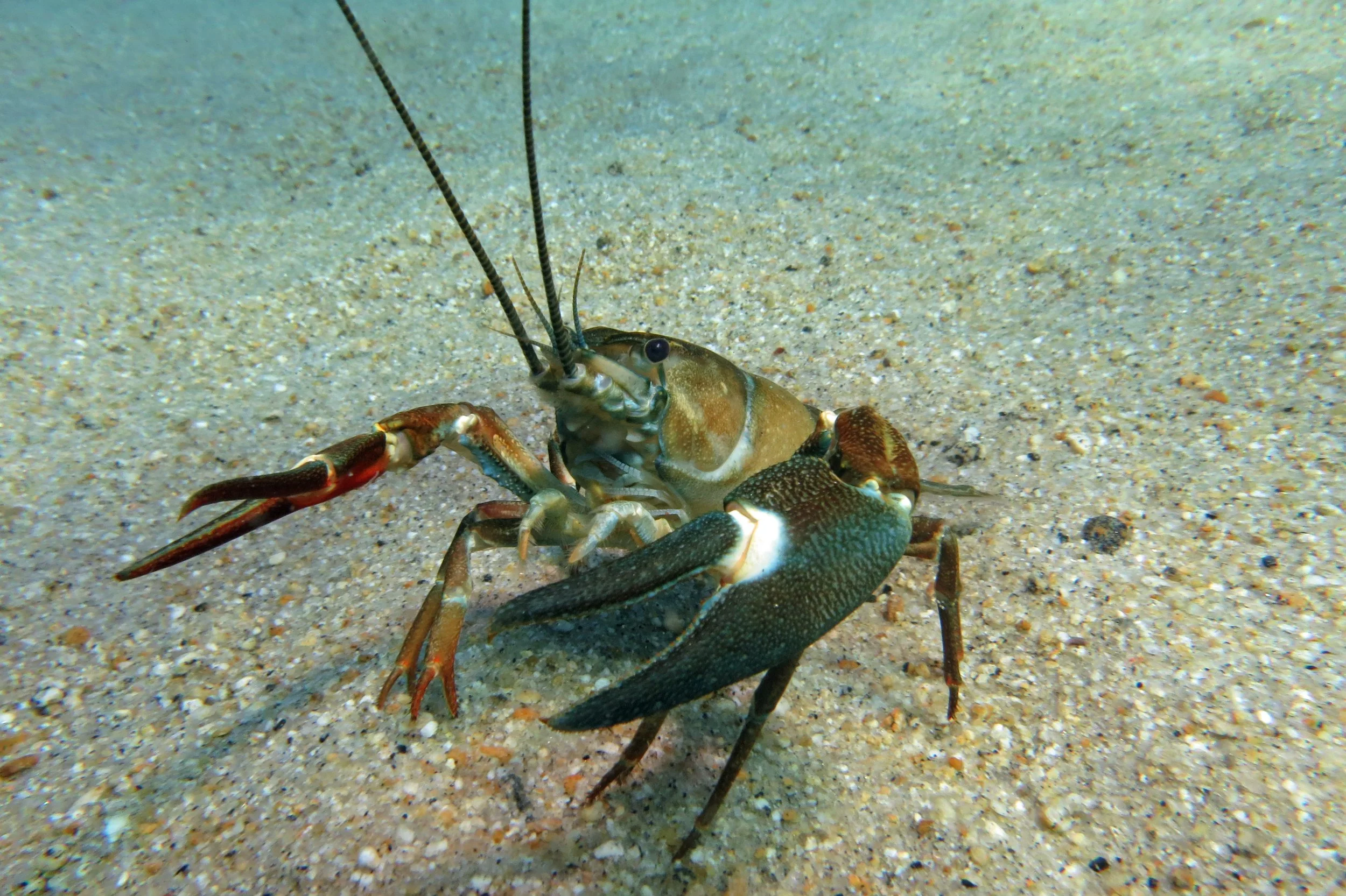 SignalCrayfishPhoto.jpg