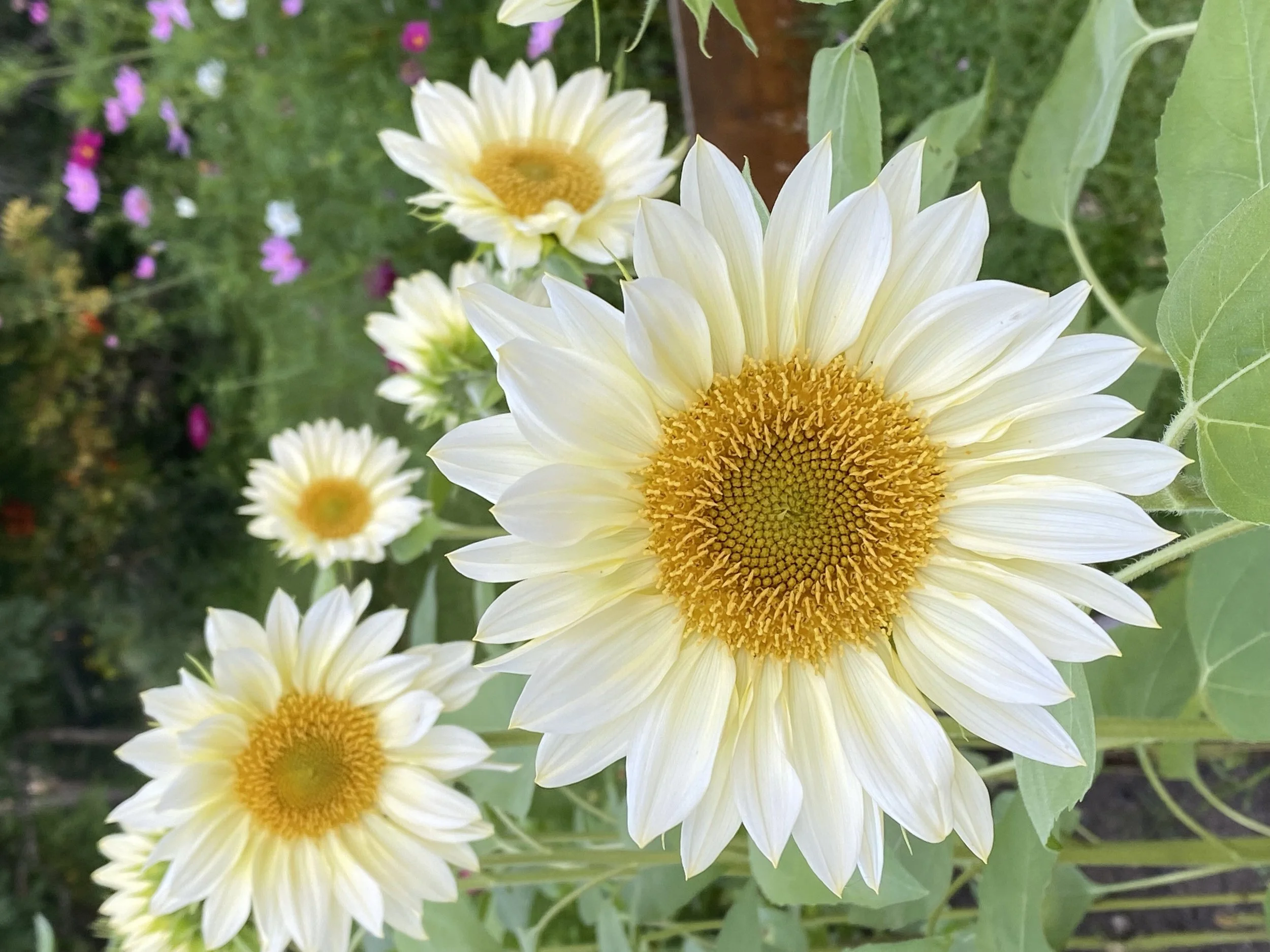 White sunflowers with yellow centers