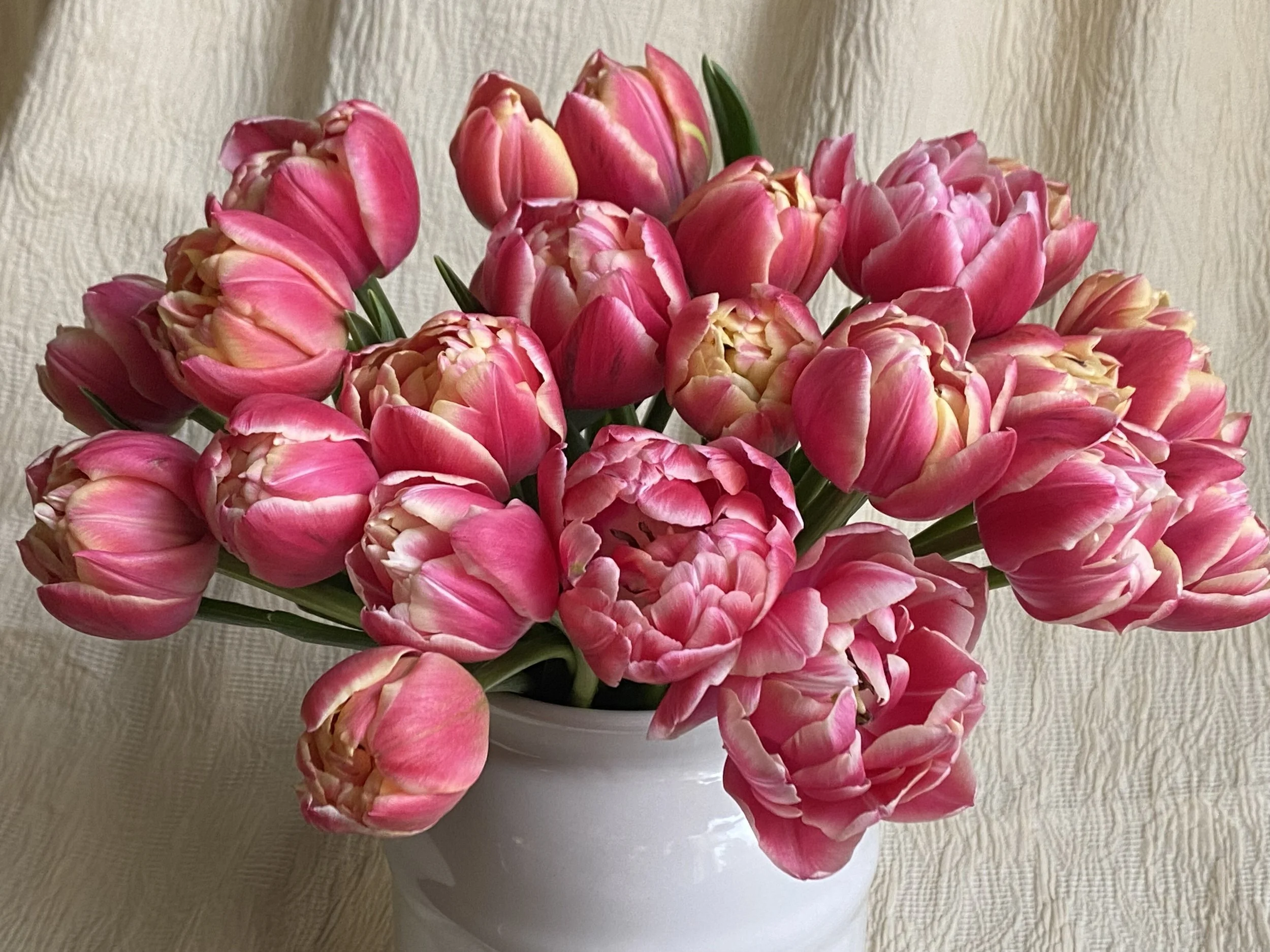 Pink-red and cream double tulips in a vase