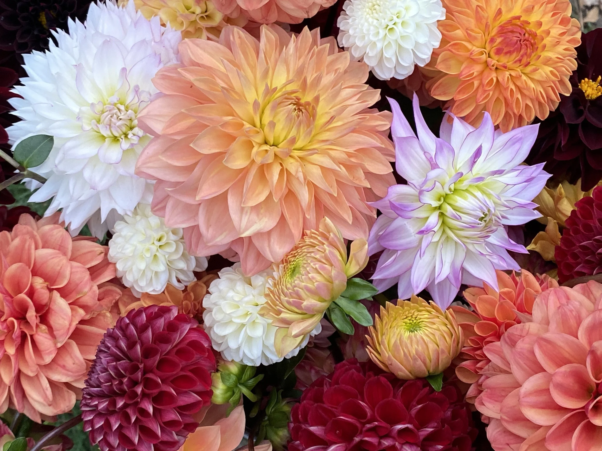 Numerous dahlias