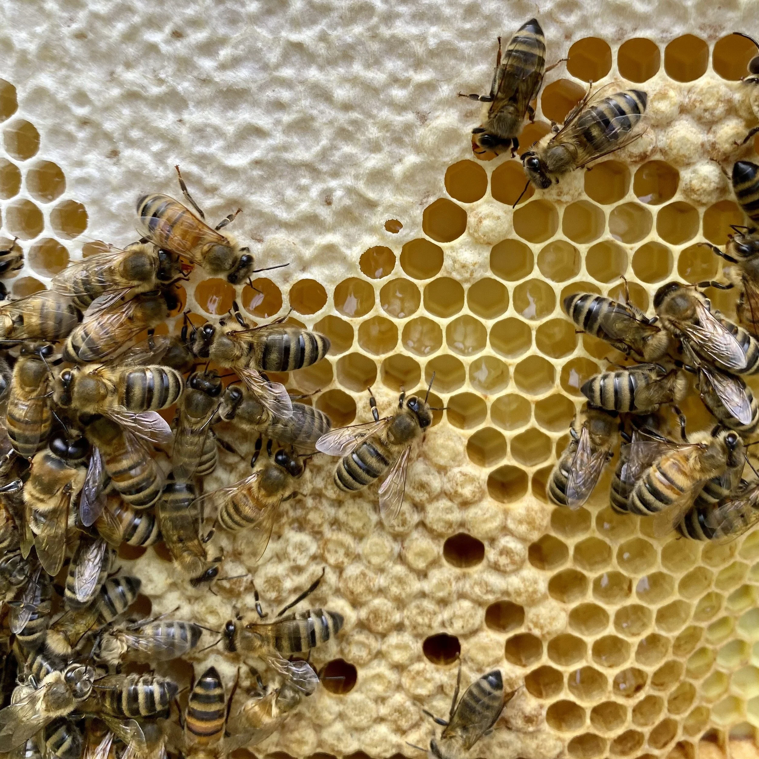 Honeybees on honeycomb with capped honey