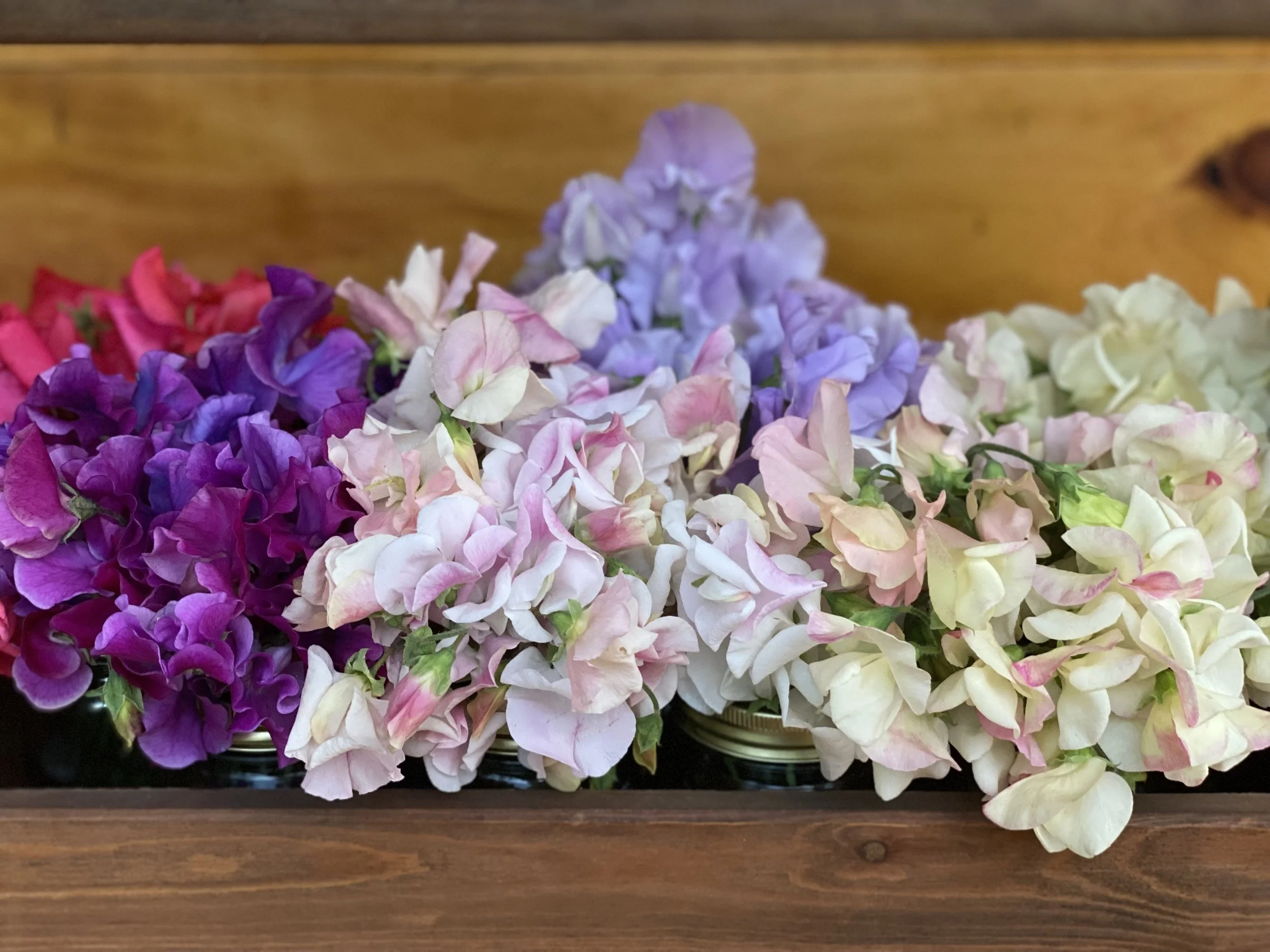 Sweet peas in every color