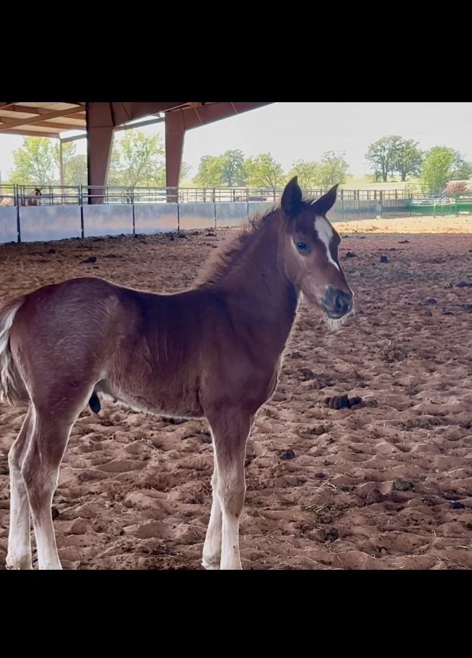 Stallion-Metallics MVP x Lil Shilow x Big Shiner LTE $1,395 & Roping Points
