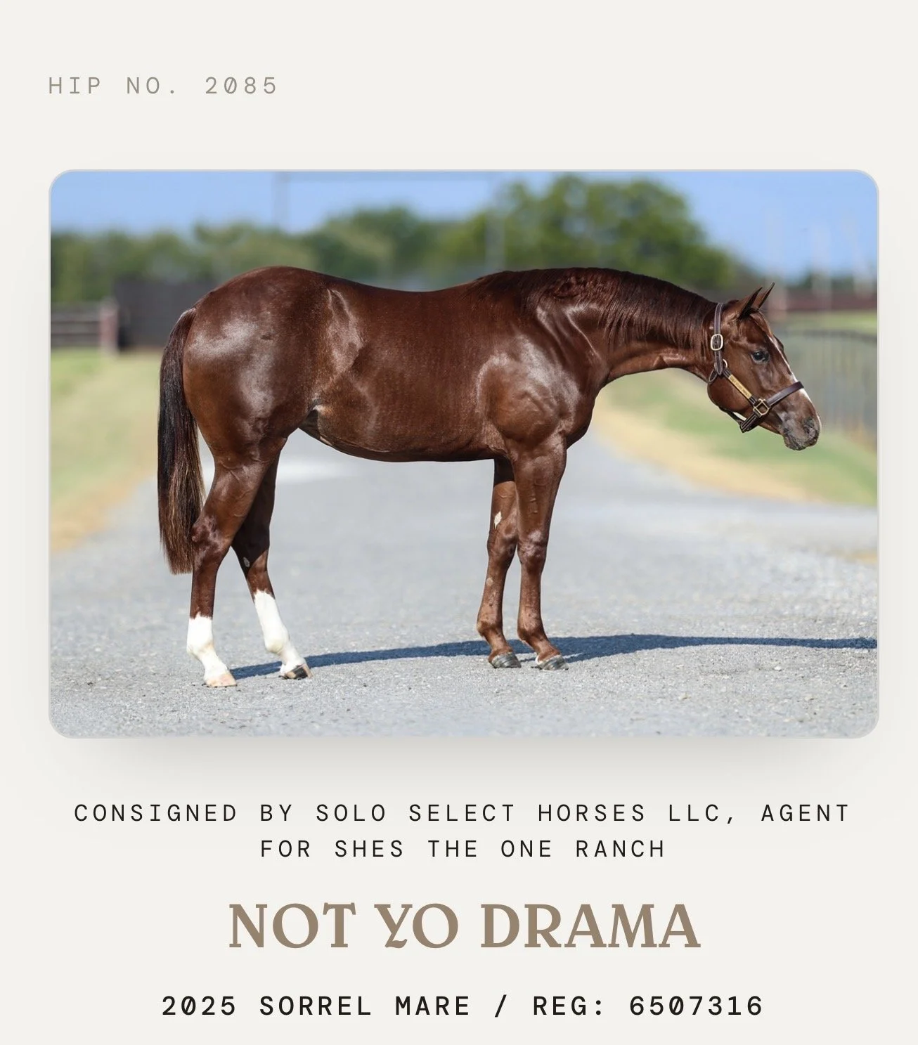 Not Yo Drama- Filly -Sorrel Rabicano-Reyzin The Cash x Not Yo Kitty x Metallic Cat LTE $28,548 PE $6,800  6 Panel N/N 3/13/2025