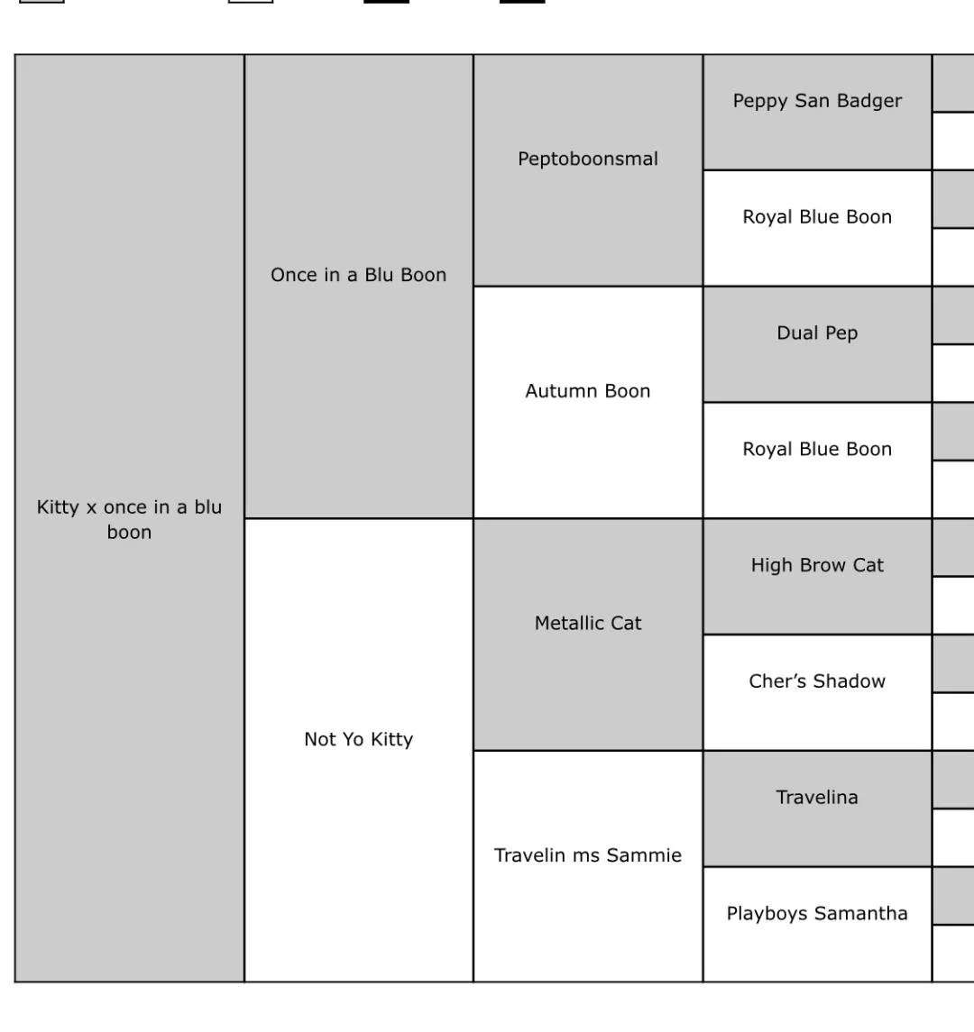 kitty boon pedigree.jfif