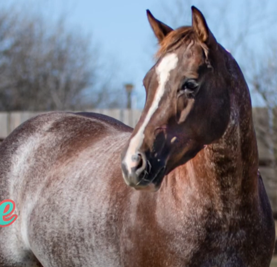 Reyzin the house headshot 2.PNG