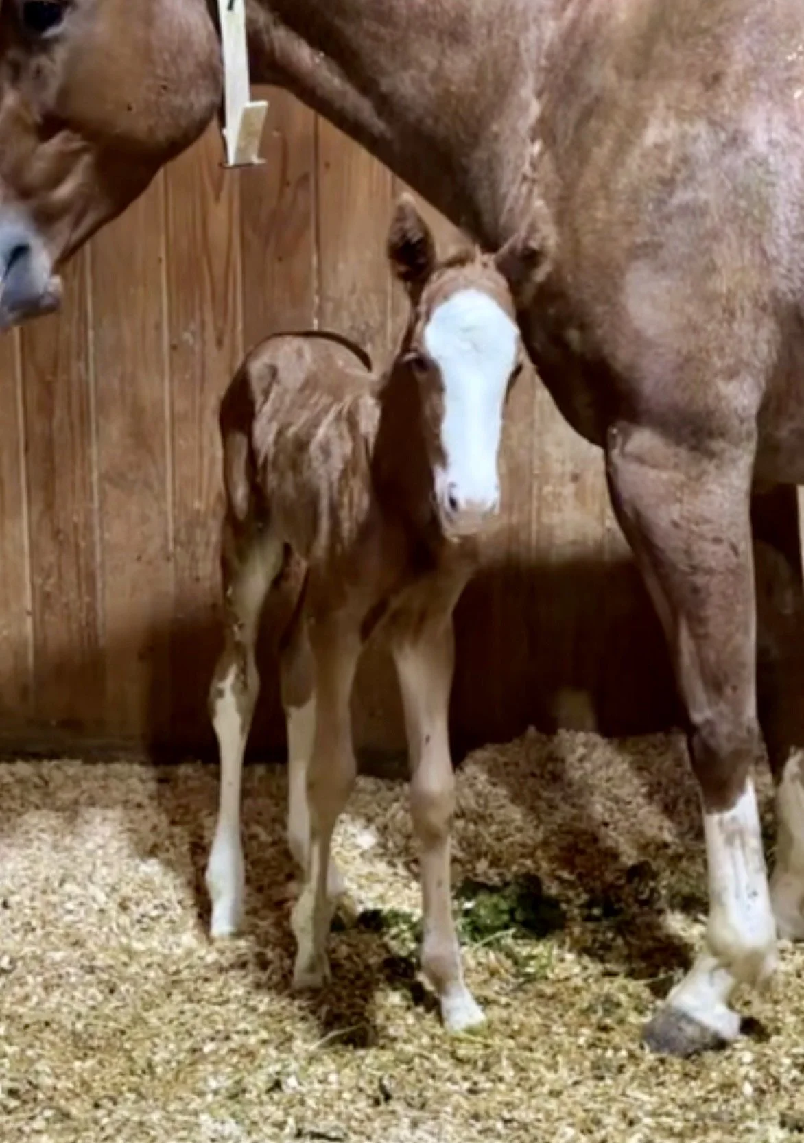 Filly-Catolena Cashin In x Lil Bambita x Smooth As A Cat LTE NRCHA