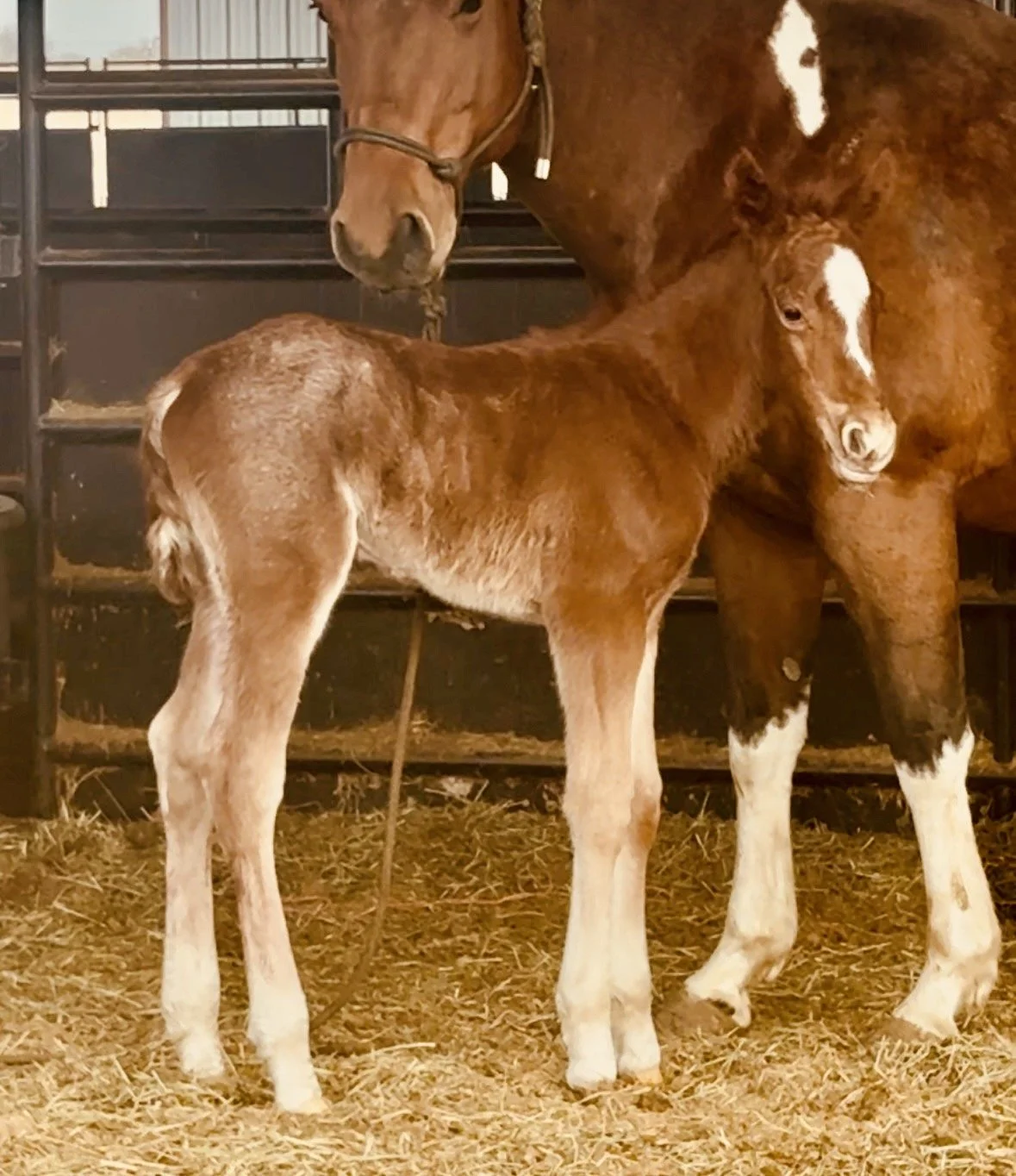 Stallion-Metallics MVP x Lil Shilow x Big Shiner LTE $1,395 & Roping Points