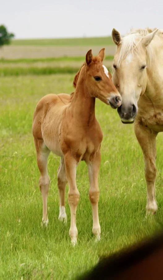 Filly-The Darkk Side x Moll E x Thomas E Hughes LTE $1,560