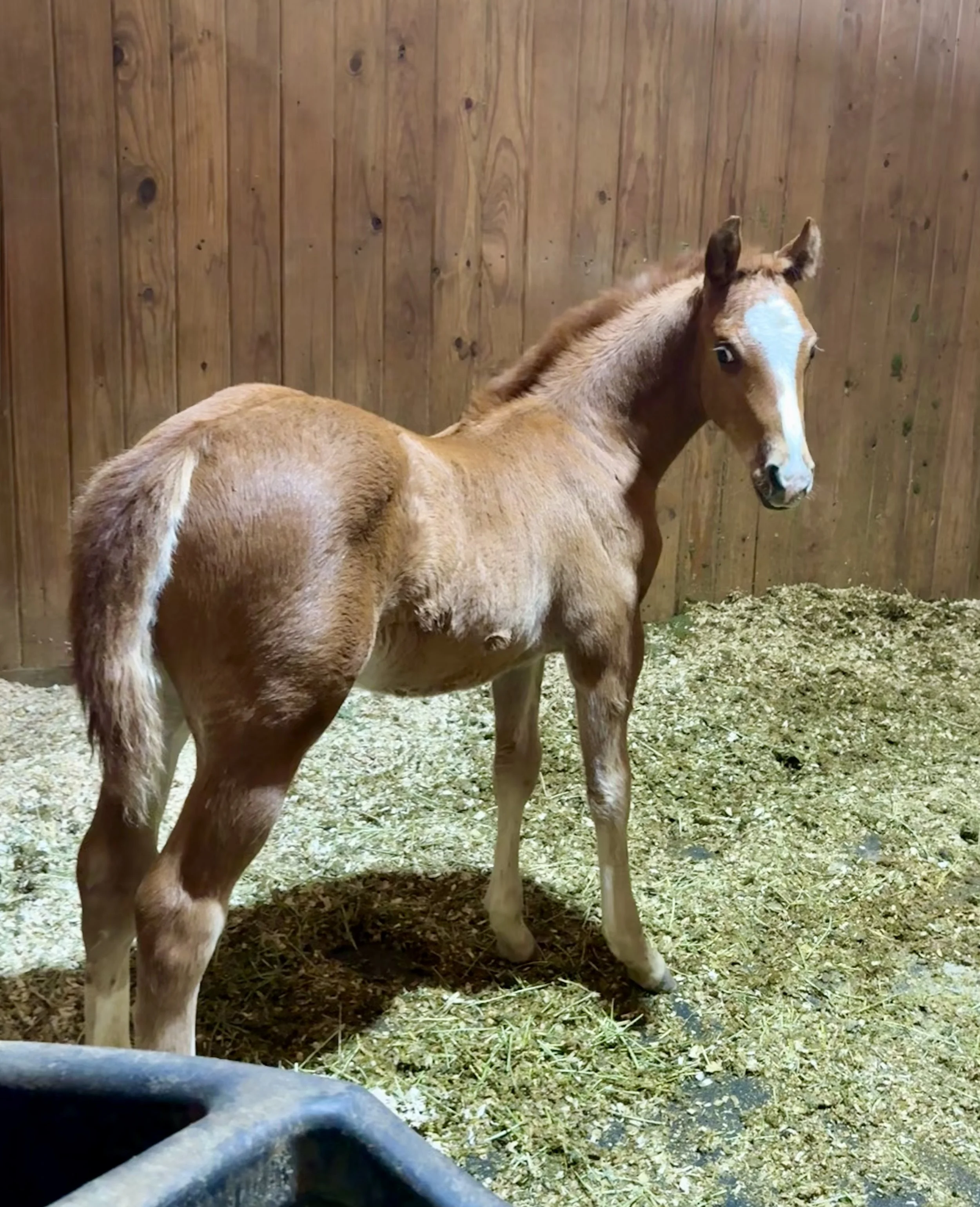 Stallion-Storyteler x Twisted Rebel x Metallic Rebel LTE $22,856+