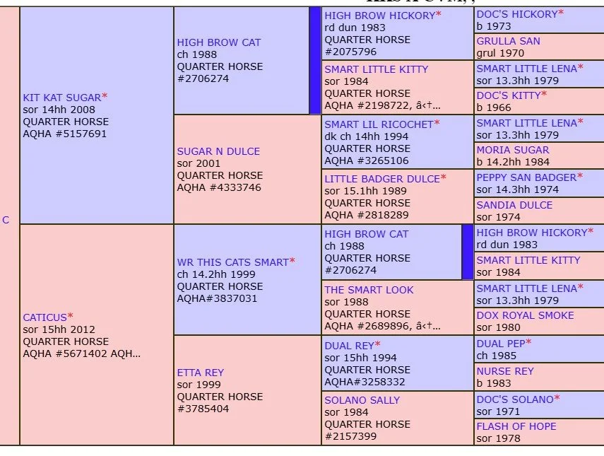 kit kat sugar x caticus pedigree.jpg