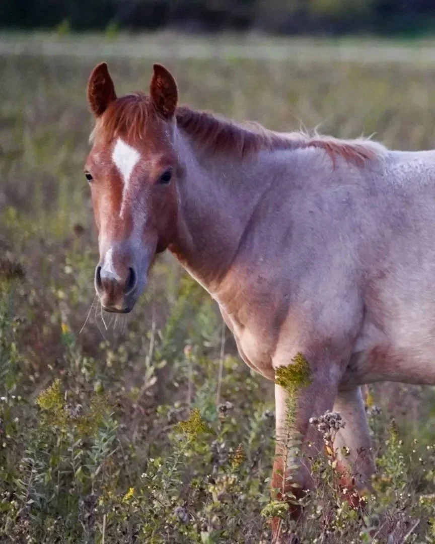 Stallion- Red Roan The Darrk Side x Not Yo Kitty x Metallic Cat LTE $28,548 3/5/25