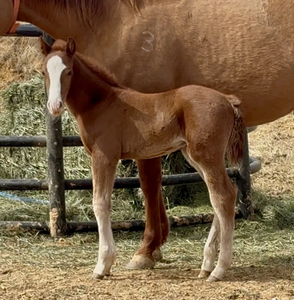 Stallion -Phil N Dangerous x Caticus x WR This Cats Smart LTE $6,187