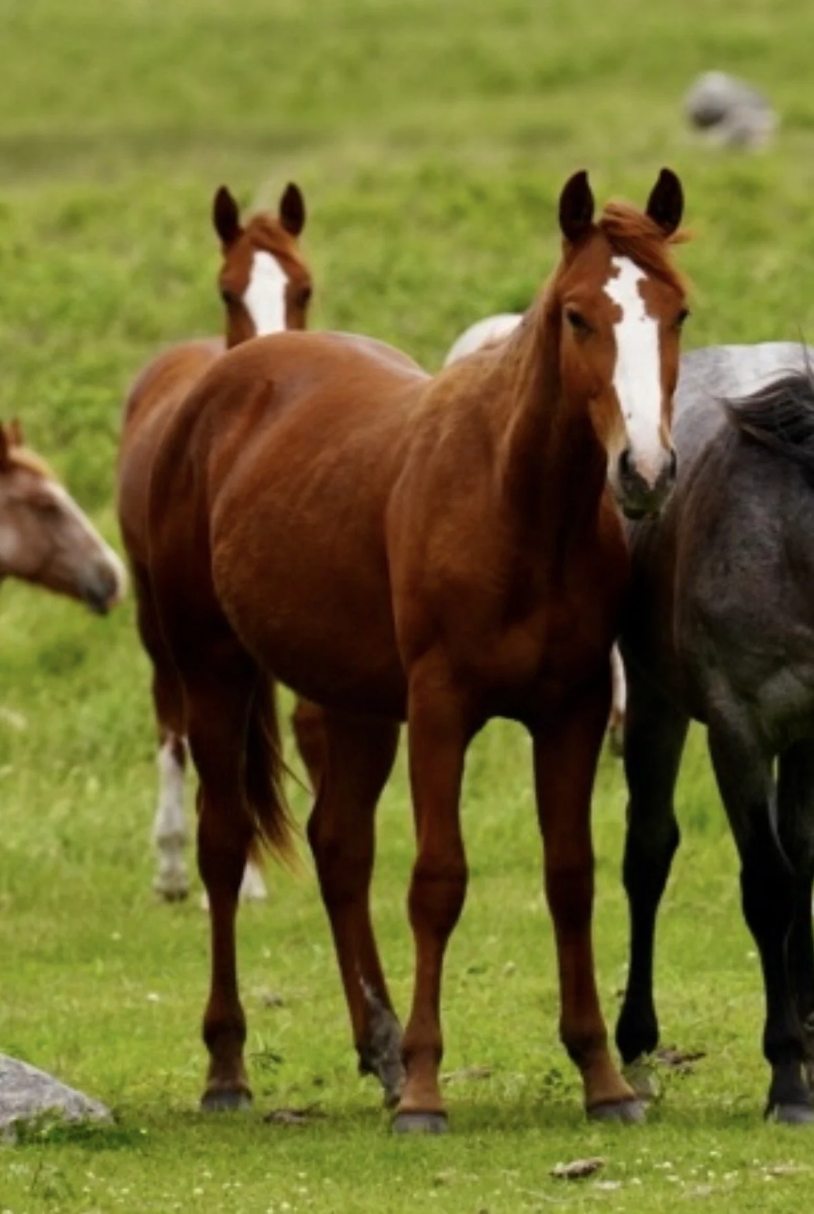 Stallion - Chestnut By Kit Kat Sugar x Twisted Rebel x Metallic Rebel LTE $22,856+ 2/18/25