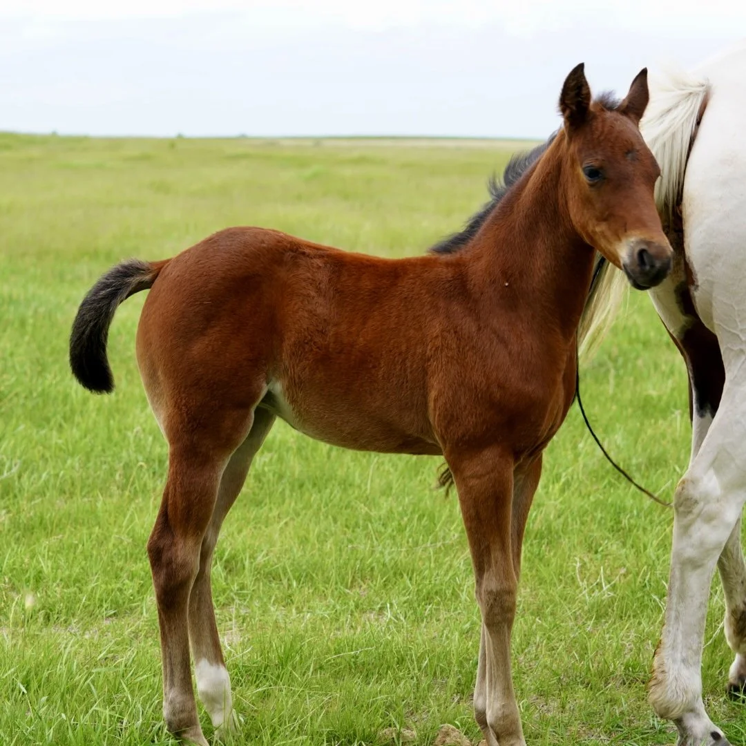 Filly- Rabicano Bay NRR Cat King Cole x Moll E x Thomas E Hughes LTE $ NCHA