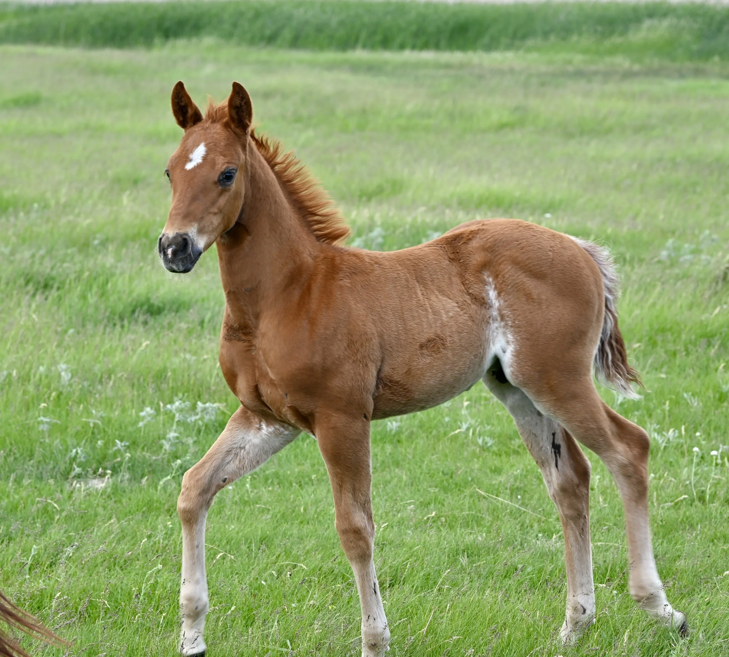 Stallion-Phil N Dangerous x Caticus x WR This Cats Smart LTE $6,100+ NCHA