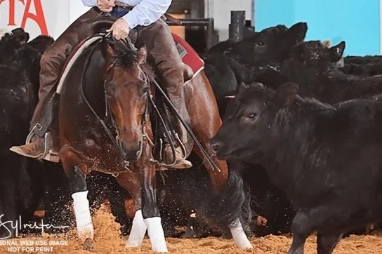 Shining Spark x Not Yo Kitty x Metallic Cat