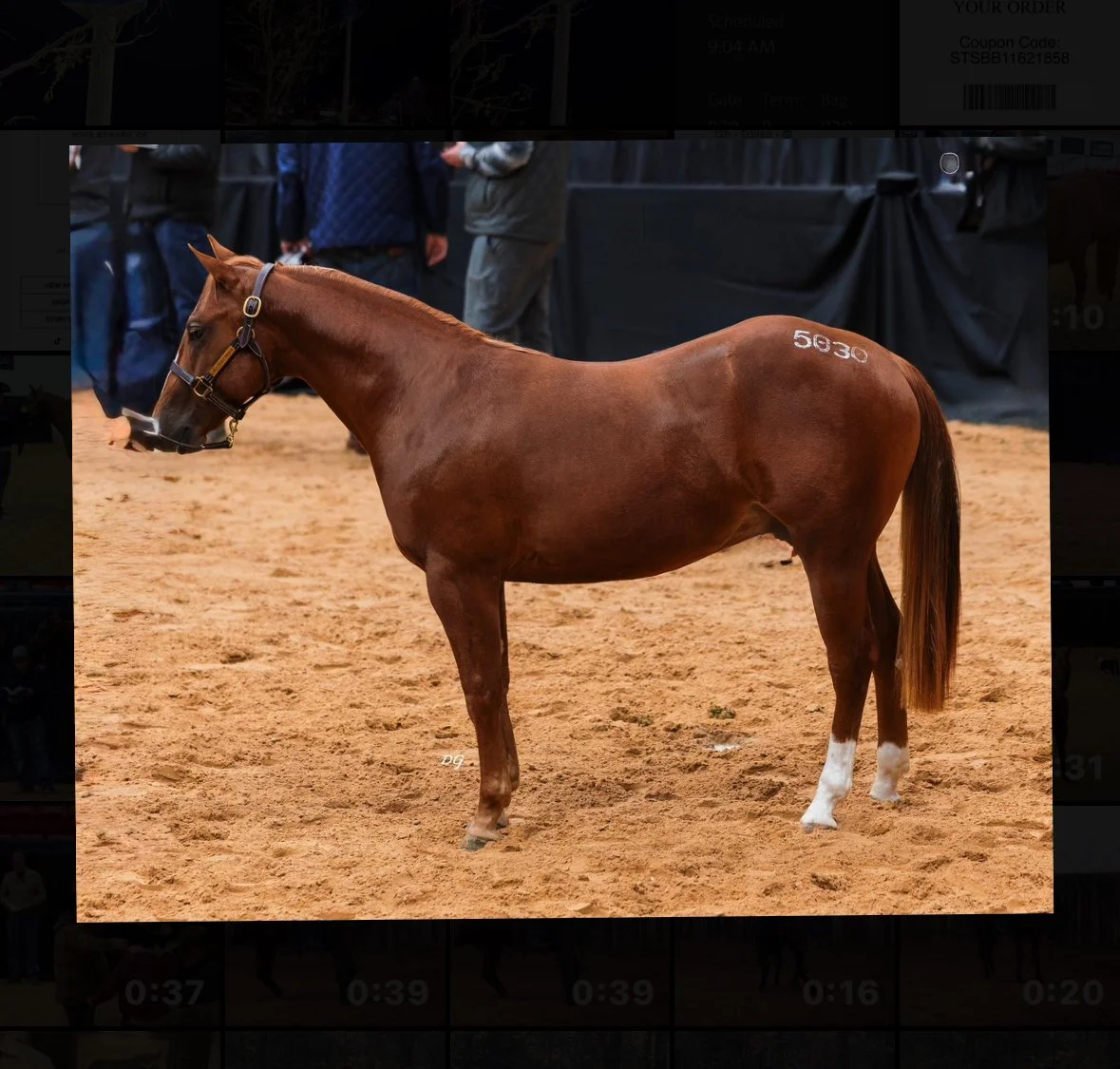 Stallion “MVP In Da House” Metallics MVP x Reyzin the House(Reyzin The Cash) LTE $12,000