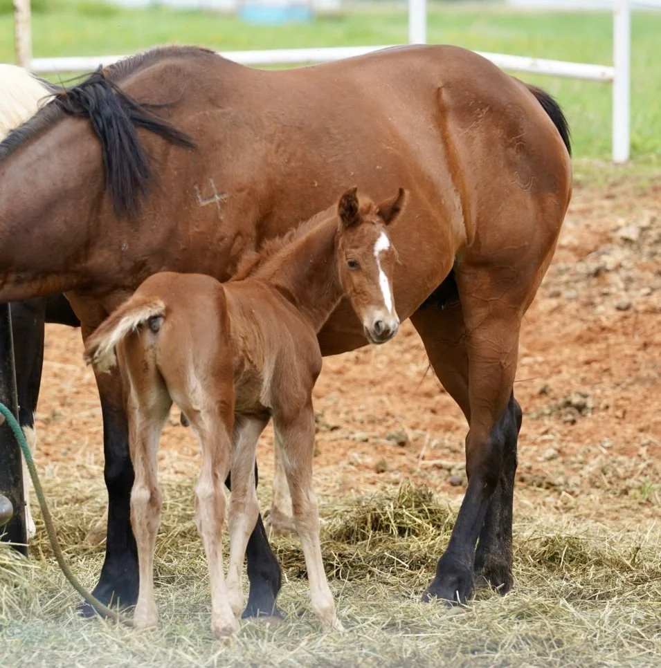 Stallion-Third Edge x Reyzin The House x Reyzin the Cash LTE $10,000 and still showing
