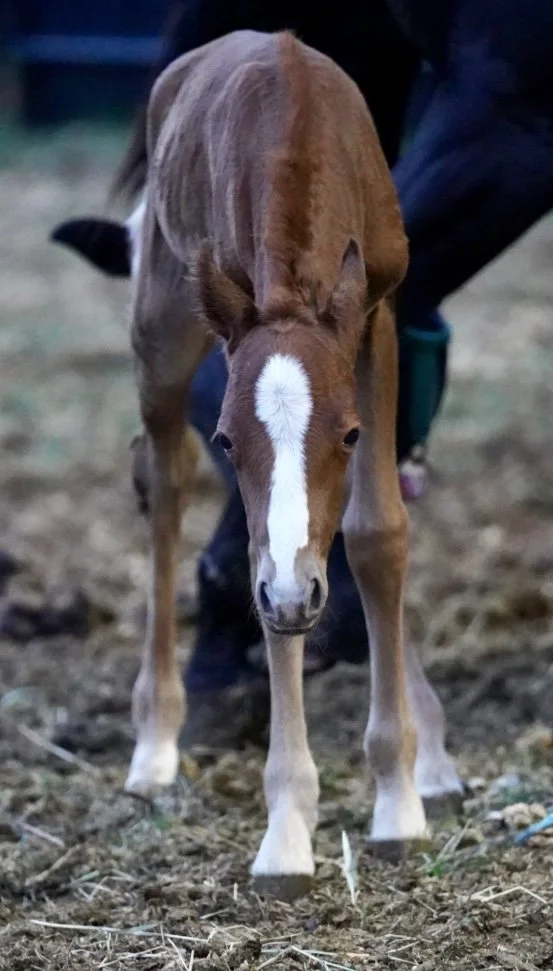 Filly-Dual Reyish x Caticus x WR This Cats Smart LTE $6,137