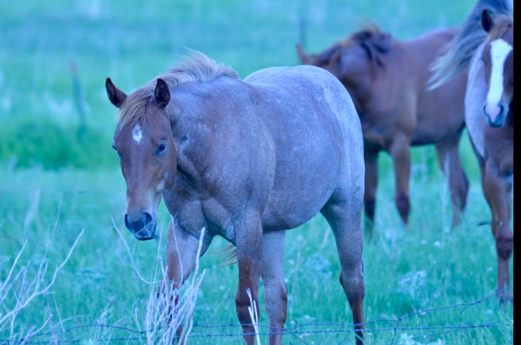 SALE PENDING-Filly “Reyzin On Red” Crimson Bet x Reyzin The House(Reyzin The Cash) LTE $12,000+ Roan