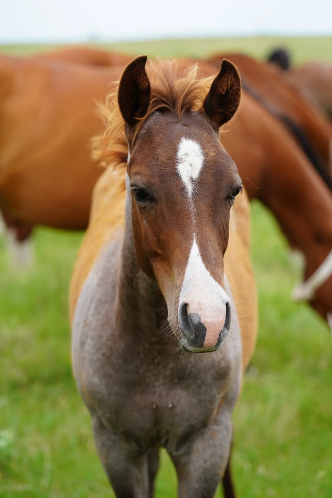 Stallion-Pride and Joyy x Rey To Shine x Dual Rey LTE $45,000+ NCHA
