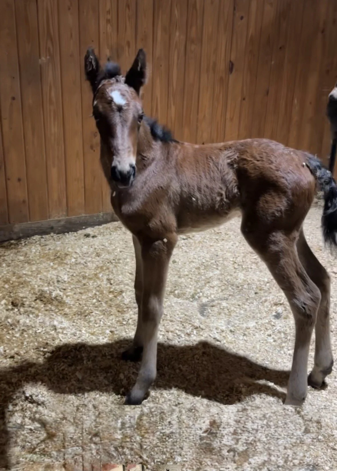Filly-My Pistols Hott x Naughty Child x Smooth As A Cat LTE $30,300