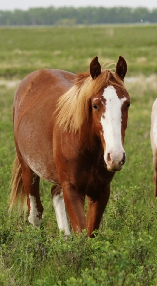 Stallion - Sorrel Metallic Cattack x Lil Shilow x Big Shiner LTE $1,395 NRCHA & AQHA Roping Horse Point Winner 2/9/25