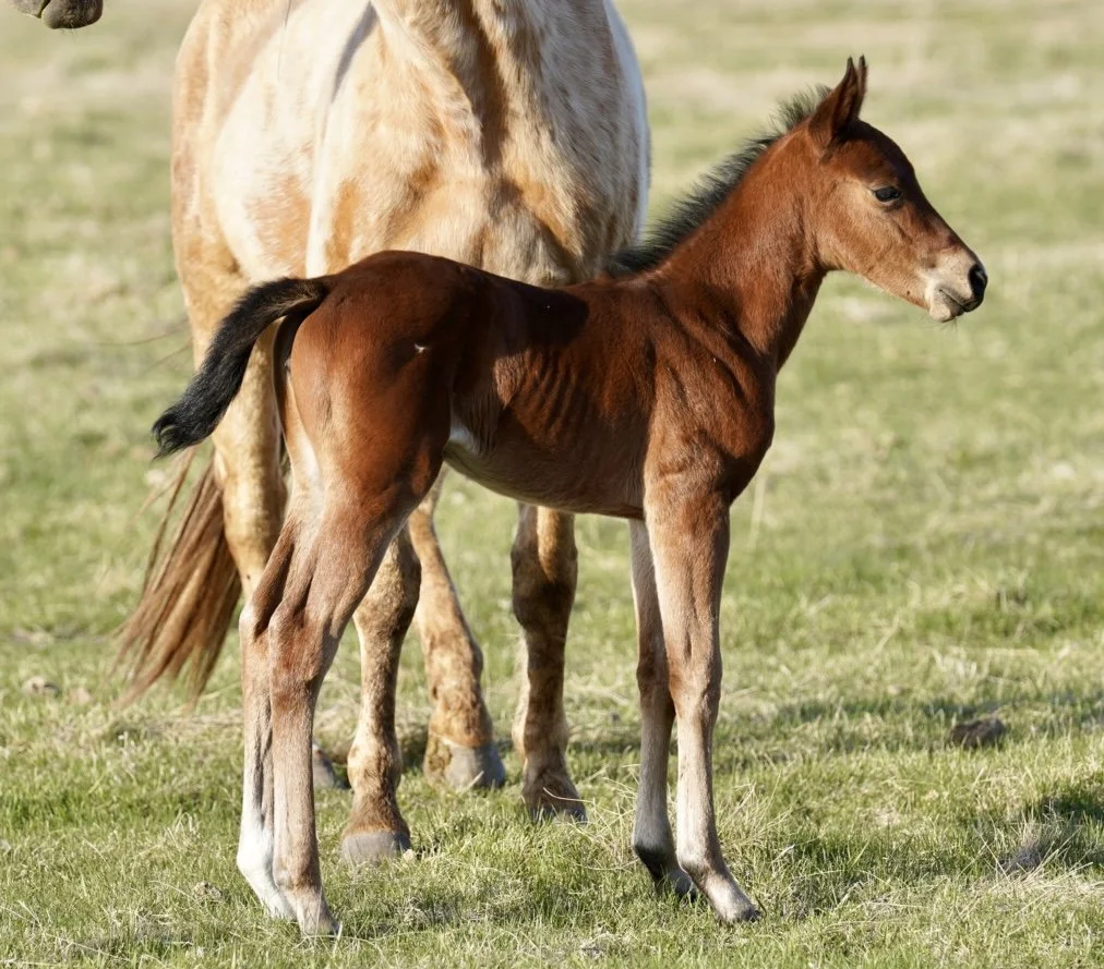 Filly-Bay -Call Me Mitch x Lil Shilow x Big Shiner LTE NRCHA & Roping Points