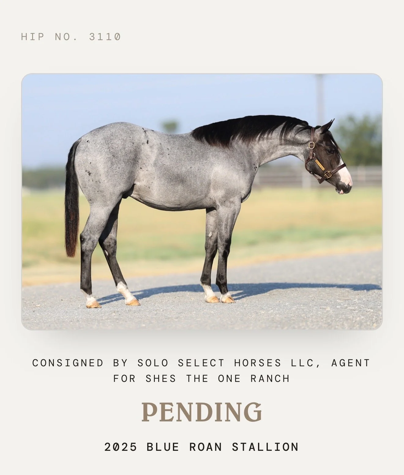 Joyy Ride - Stallion- Blue Roan Pride and Joyy x Semi Dry China x Smart Chinalena LTE $10,560 NCHA & NRCHA & 27 Roping Points  PE 2/19/25