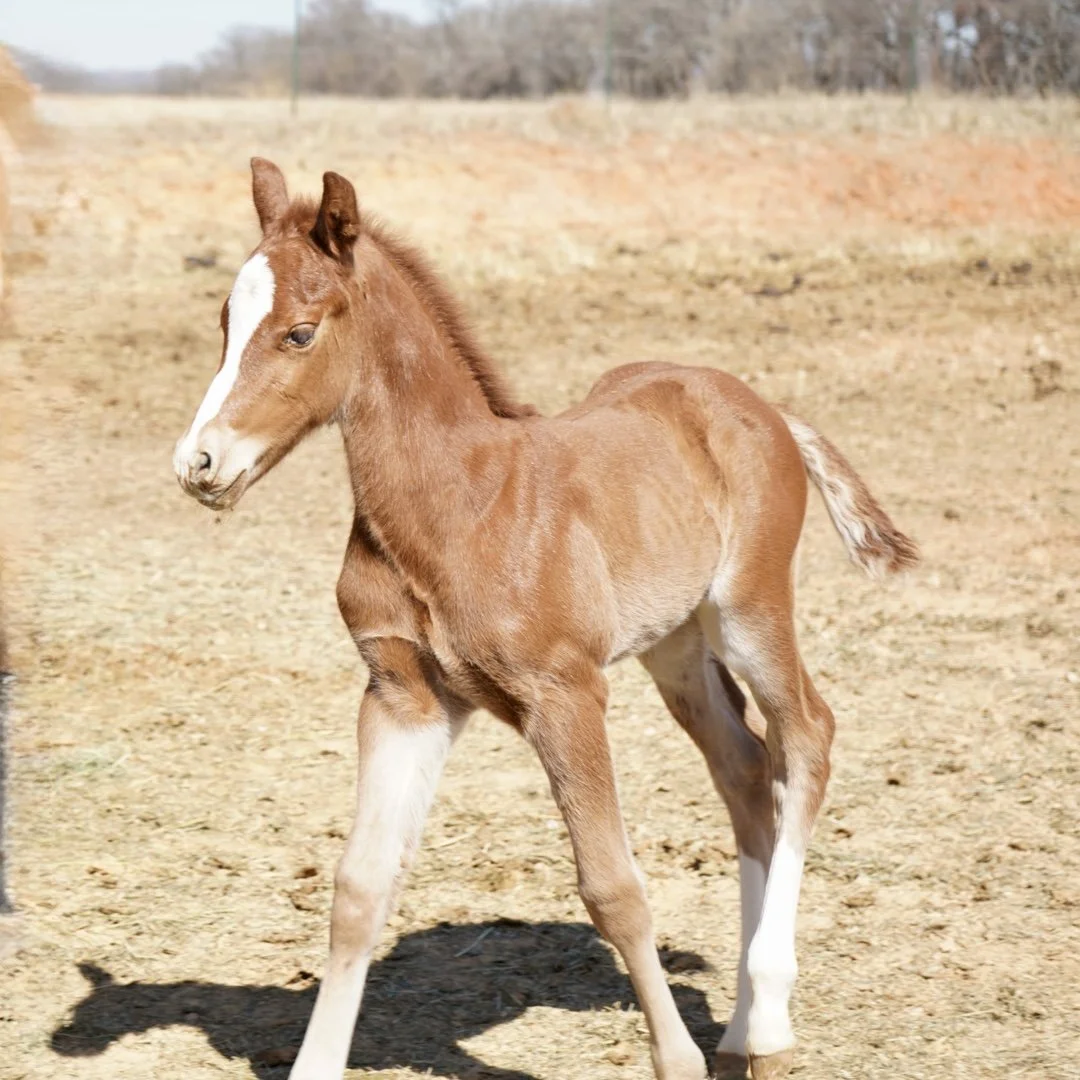 Stallion-Storyteler x Twisted Rebel x Metallic Rebel LTE $22,856+