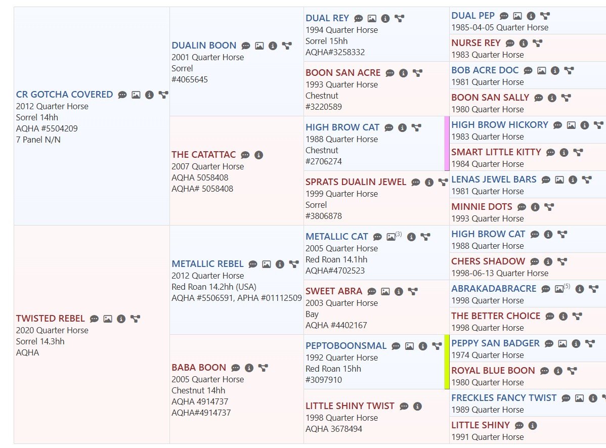 cr gotcha covered x twisted rebel pedigree.jpg