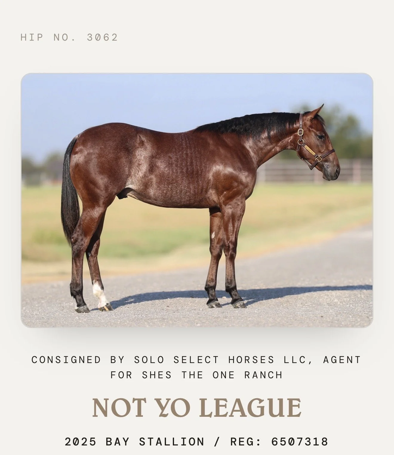 Not Yo League-Stallion- Bay Rabicano Reyzin The Cash x Not Yo Kitty x Metallic Cat LTE $28,548 PE $6,800 6 Panel N/N 4/22/25