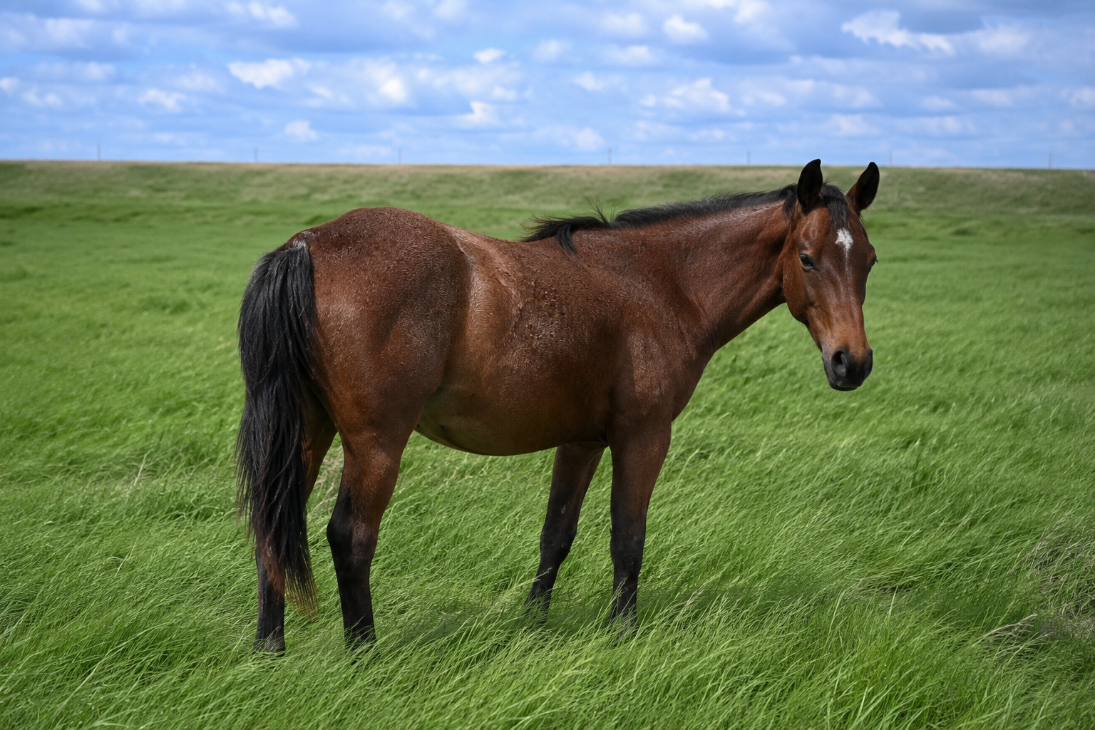 Filly-Bay Rabicano Cool N Hot x Not Yo Kitty x Metallic Cat LTE $28,548 NCHA/NRCHA 3/24/25