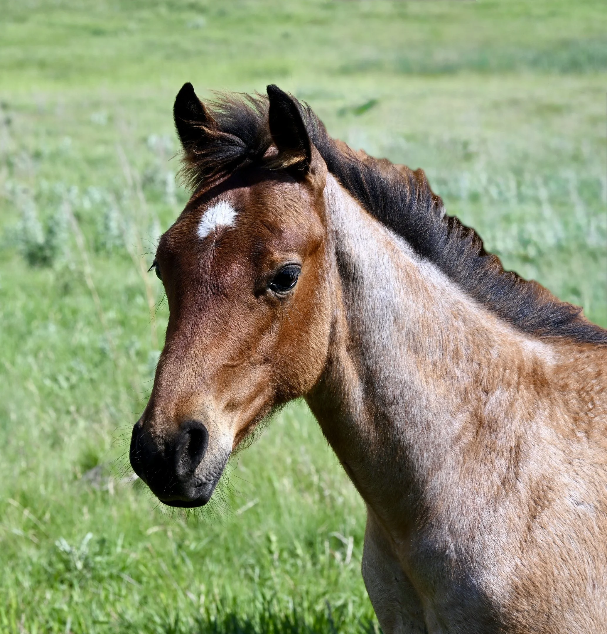 Stallion-Meteles Cat x Six Wyld Roses x Sixes Six Gun