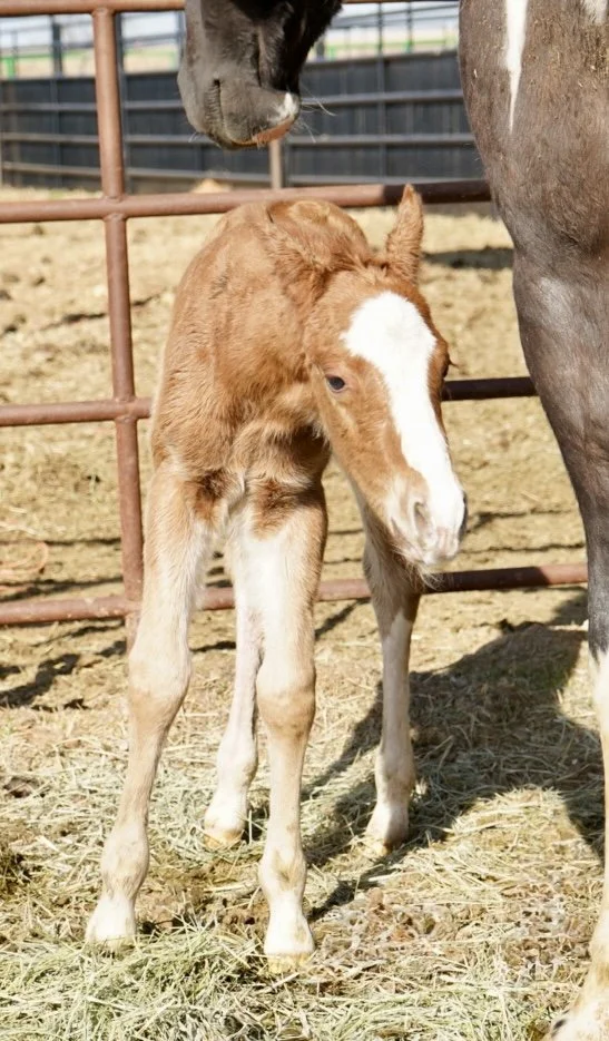 Stallion-Metallics Cattack x She’s Insynk x Color Me Smart