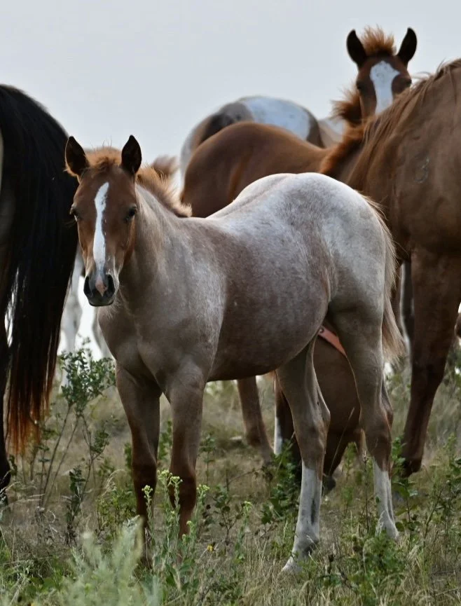 Filly-Red Roan Scooter Kat x Lil Bambita x Smooth As A Cat LTE $1,000