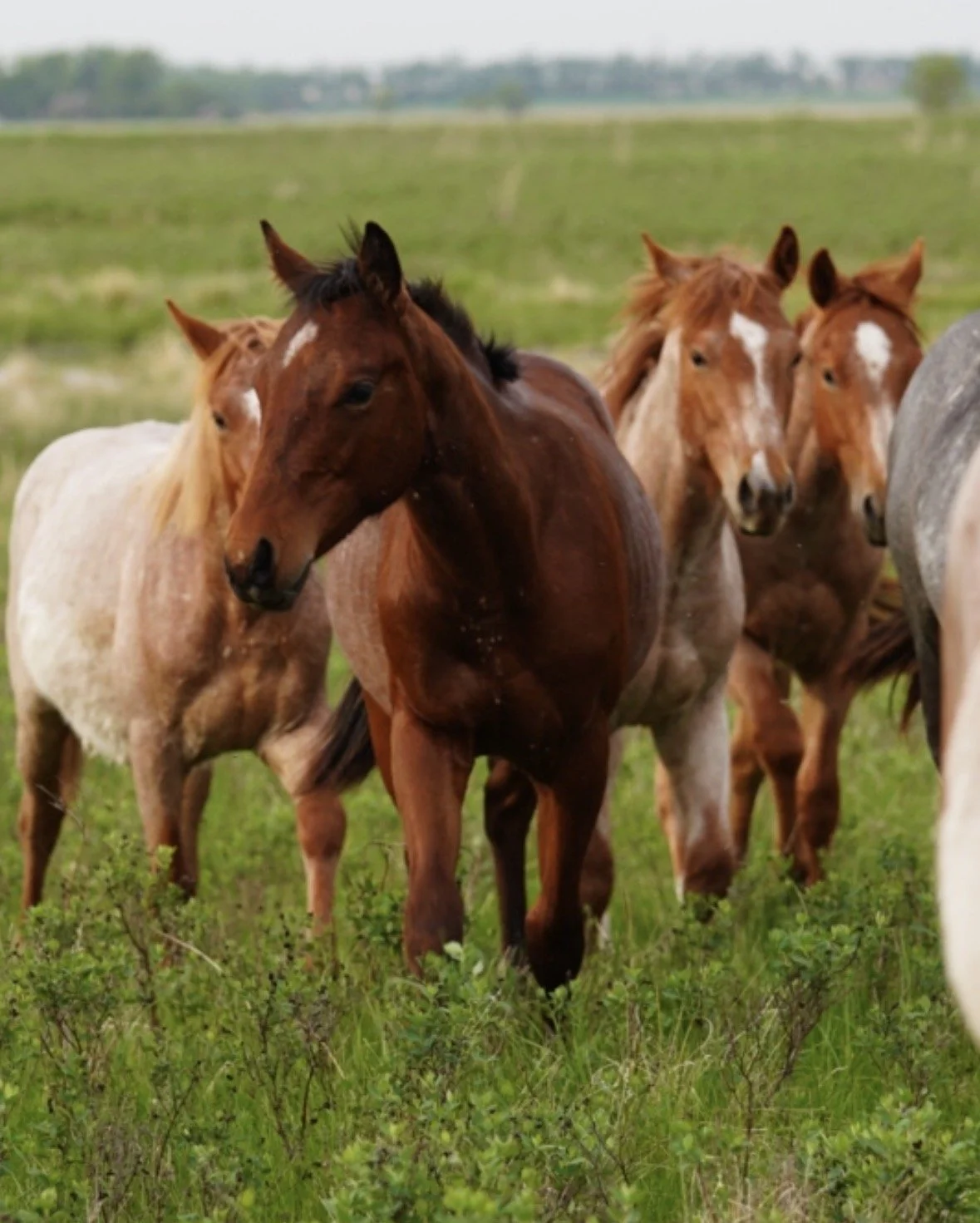 Stallion- Bay Rabicano Reyzin The Cash x Not Yo Kitty x Metallic Cat LTE $28,548 4/22/25